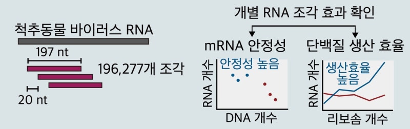바이러스 생존전략으로 <b>mRNA 수명 3배</b> 증가…백신·치료제 새 해법