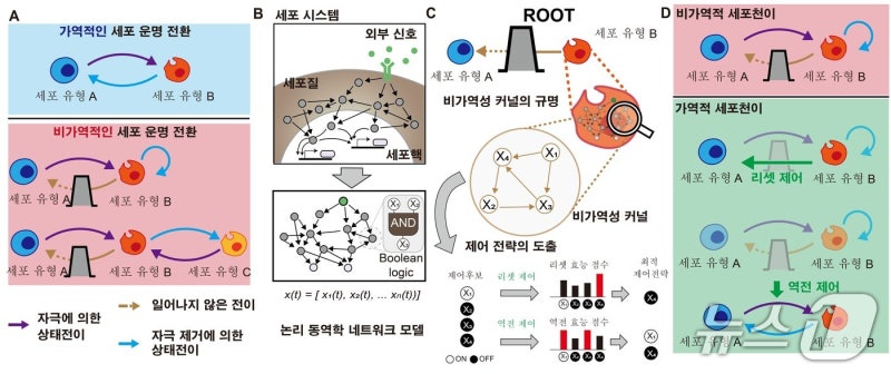 세포 굳어버리는 잠금장치 발견, 암이랑 노화 치료길 열리나?