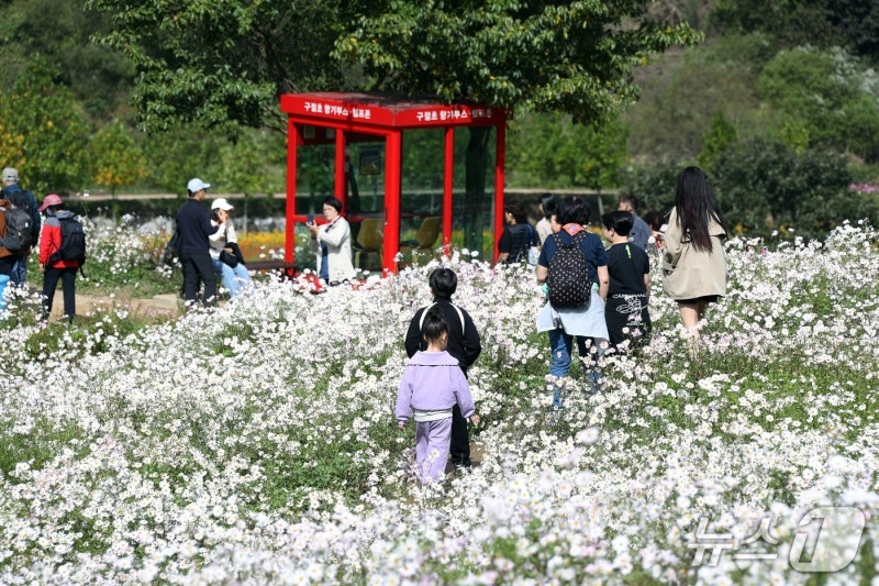 <b>정읍 구절초</b> 꽃<b>축제</b> 10월 8일 개막…18일까지 11일간
