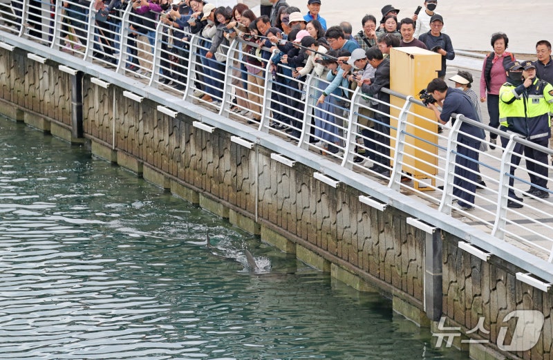 “어린이집 땡땡이치고 왔어요”… 부산 상어 '부캉이' 보러 몰린 인파