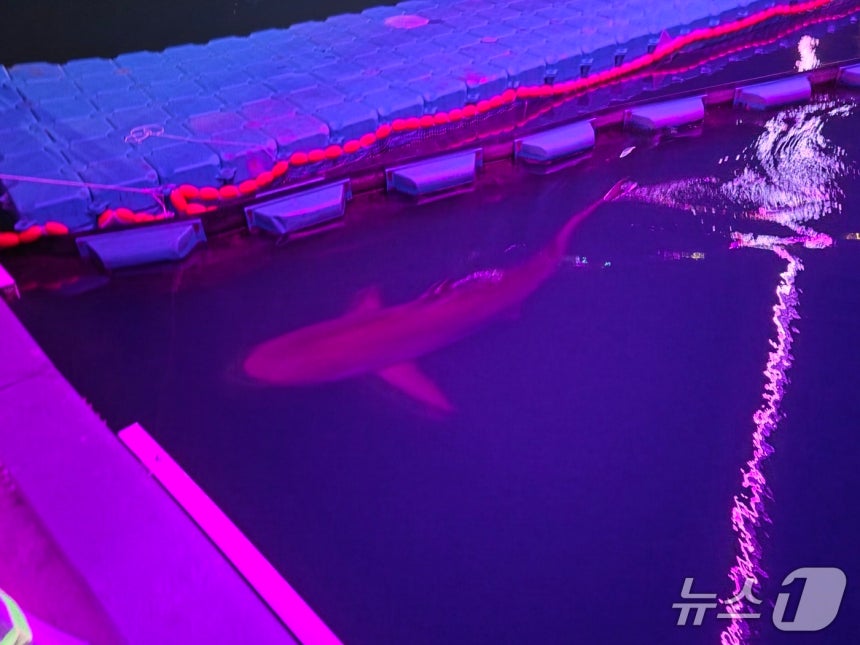 21일 오후 10시 30분쯤 부산 동구 북항친수공원 인공수로 출구 바깥쪽에서 흑상어 '부캉이'가 유영하고 있다. 부캉이는 이날 9시간에 걸친 외해 유도작업 끝에 수로를 벗어났지만, 밤늦게까지 출구 주변에 머물고 있는