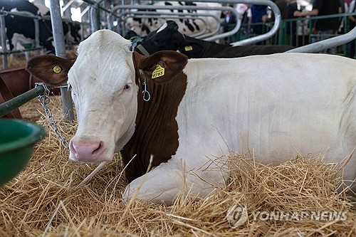 태국 탄저병 발병(사진은 기사와 관련 없음) [EPA 연합뉴스 자료사진]
