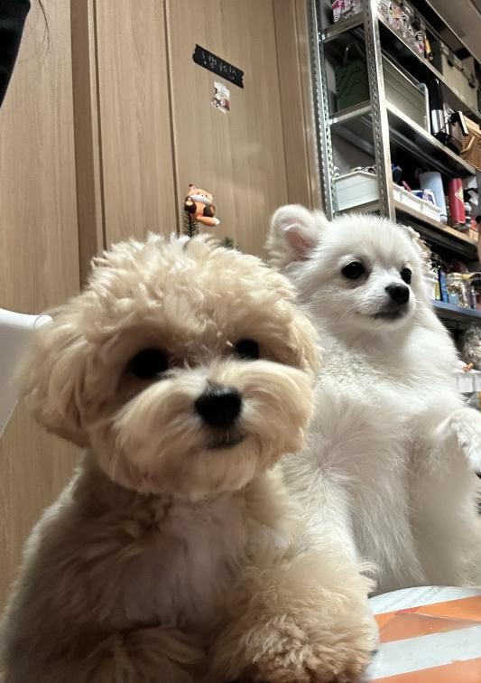 TV 보고 있는 반려견