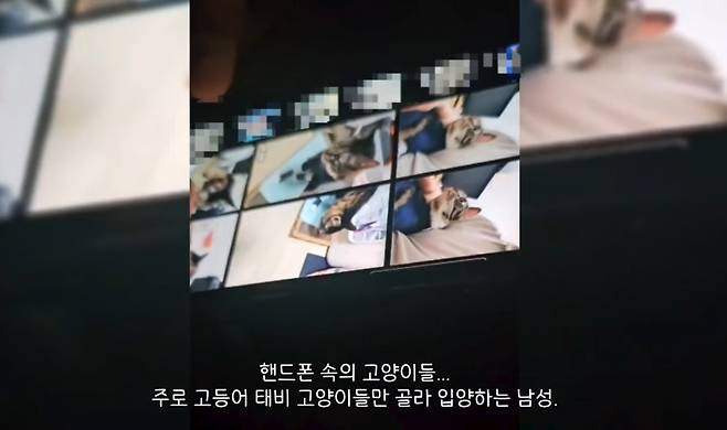 심 씨의 휴대전화에 저장된 고양이 사진 [출처= 동물권단체 '케어' 영상 캡처]