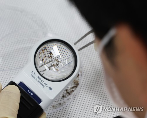 모기 분류하는 연구원들 [연합뉴스 자료사진]