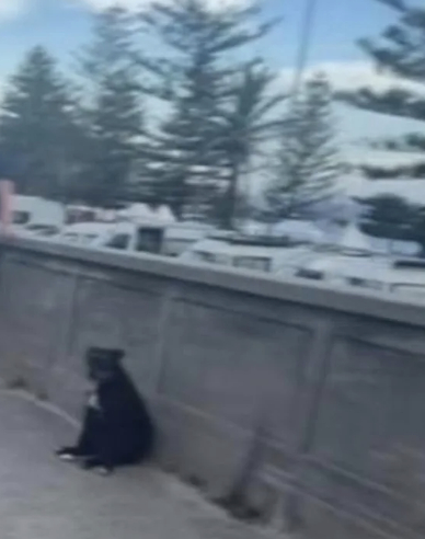 주인과 재회한 반려견 새시 [우먼스위클리 제공]