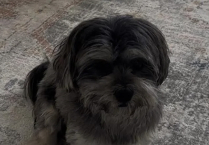 해변 총기 난사 사건 당시 주인과 헤어진 반려견 마차 [우먼스위클리 제공]