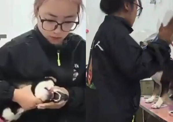반일 감정을 이유로 시바견을 학대하는 중국 애견 미용사 [도우인 캡처]