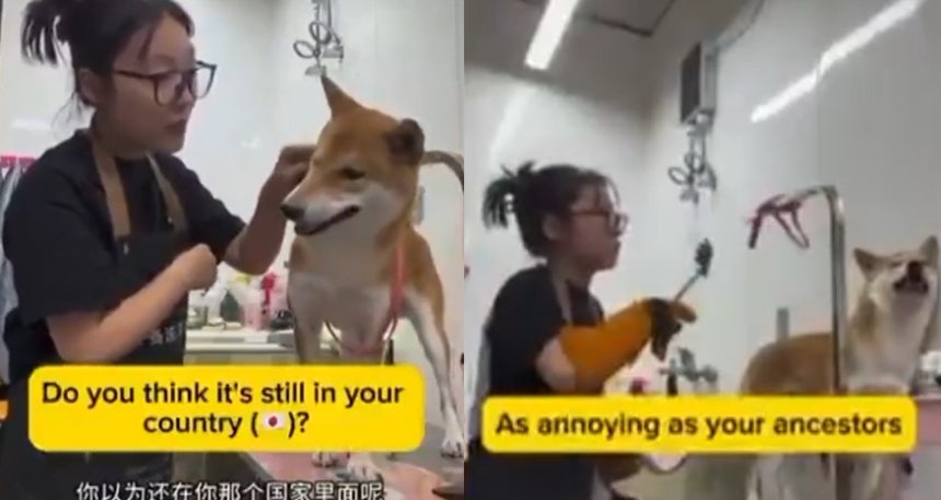 반일 감정을 이유로 시바견을 학대하는 중국 애견 미용사 [도우인 캡처]