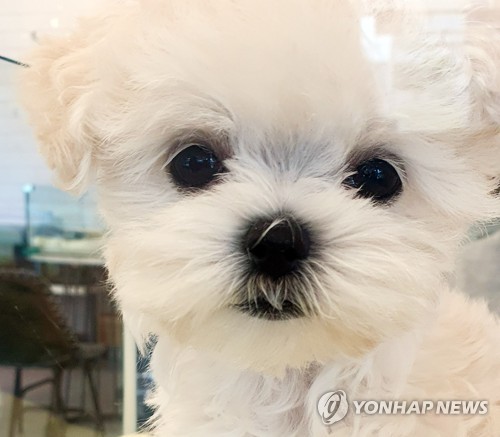 반려동물 [연합뉴스 자료사진]