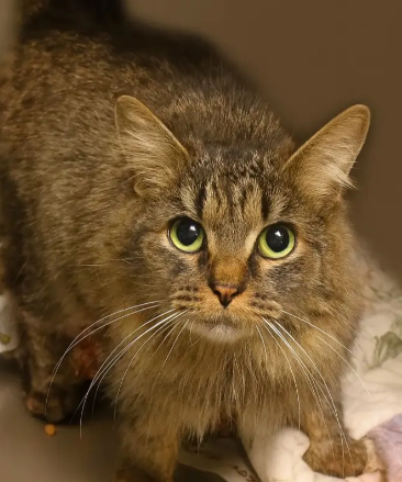  [에이버리 동물보호협회 제공]