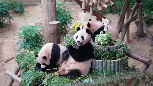  용인 에버랜드에 있는 판다 아이바오,루이바오,후이바오 가족 [신화통신 캡처]