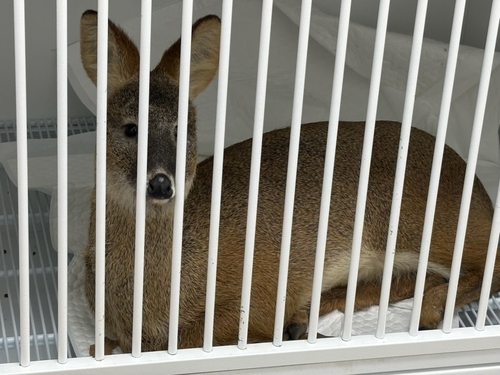 주차타워에서 구조된 고라니 [인천시 남동구 제공.연합뉴스]