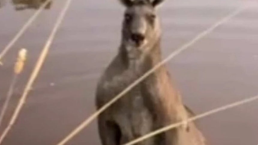 남성을 공격한 캥거루 모습 [3AW 보도화면 캡처]