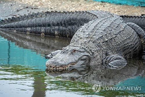 수영 도중 '악어 습격'…미 플로리다 30대 여성 참변