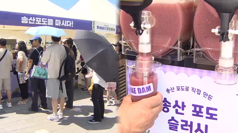 "달콤 포도 맛봐요"…화성<b>송산포도축제</b> 북적
