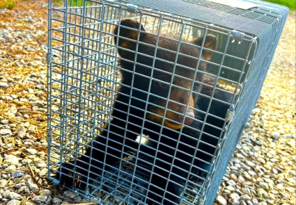 다리를 다친 채 발견된 새끼 곰. 야생동물 재활치료센터로 옮겨졌다. 〈사진=노스캐롤라이나 야생동물자원위원회(NCWRC) 페이스북 캡처〉