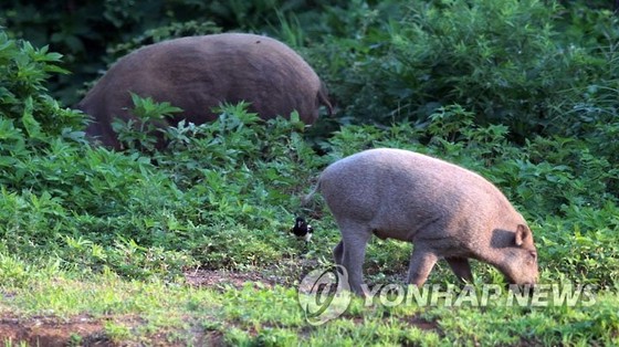 충남 <b>당진</b>에서 <b>멧돼지</b> 20마리 나타나…3마리 포획