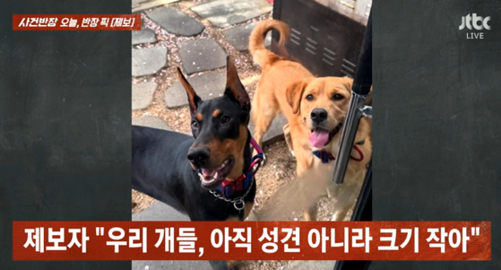 반려견 모습.〈사진=JTBC '사건반장'〉