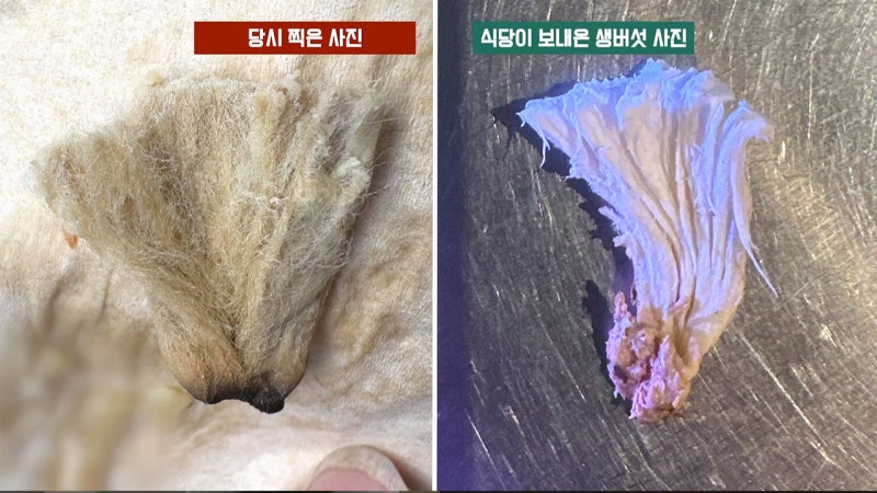 파스타에서 나온 '담배꽁초'...식당은 끝까지 "버섯꽁다리"