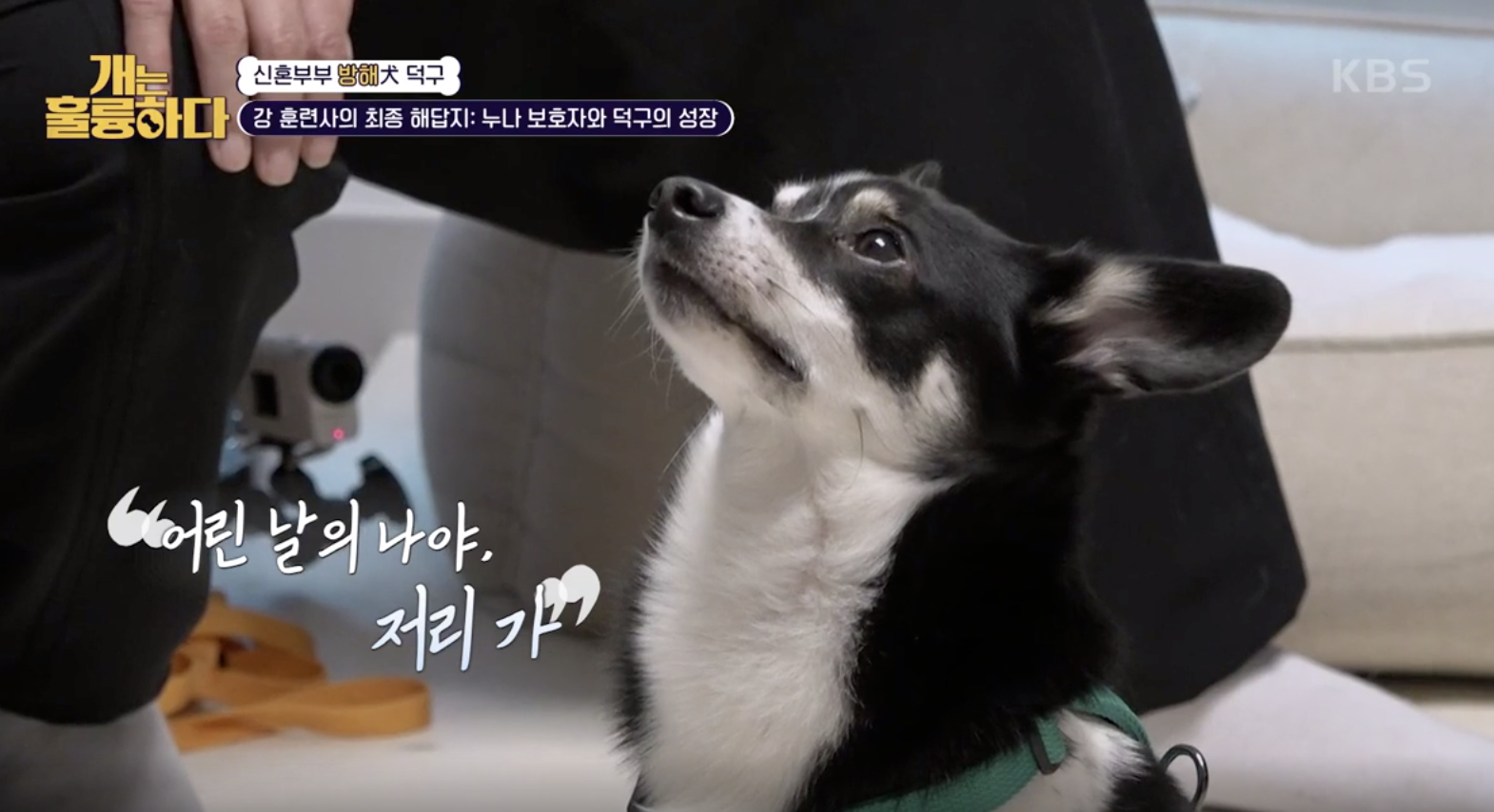 [개는 훌륭하다] “사랑한다 말하지만 덕구를 망치는 일” 덕구의 발전...
