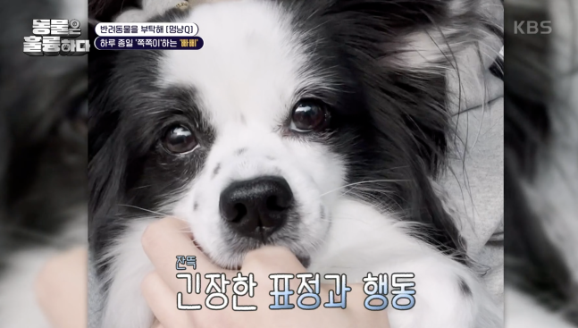 [동물은 훌륭하다] 하루 종일 ‘쪽쪽이’ 하는 ‘빠삐’, 불안할수록 심해지는 손가락 의존증 해결 방안은?