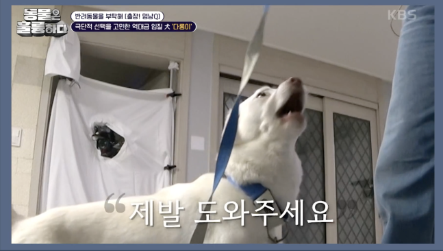 [동물은 훌륭하다] 극단적 선택까지 고민하게 만든 역대급 입질견 ‘다롱이’