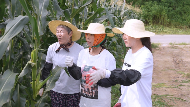<b>황신혜</b>-신계숙-양정아 3인3색 요리열전 (KBS2 <b>황신혜</b>의 <b>같이 삽시다</b>)