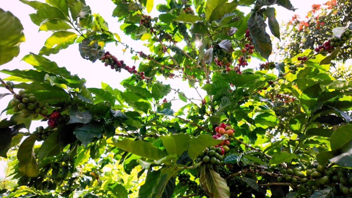 エルサルバドルのコーヒー農園で、赤や緑の実をつけたコーヒーの木