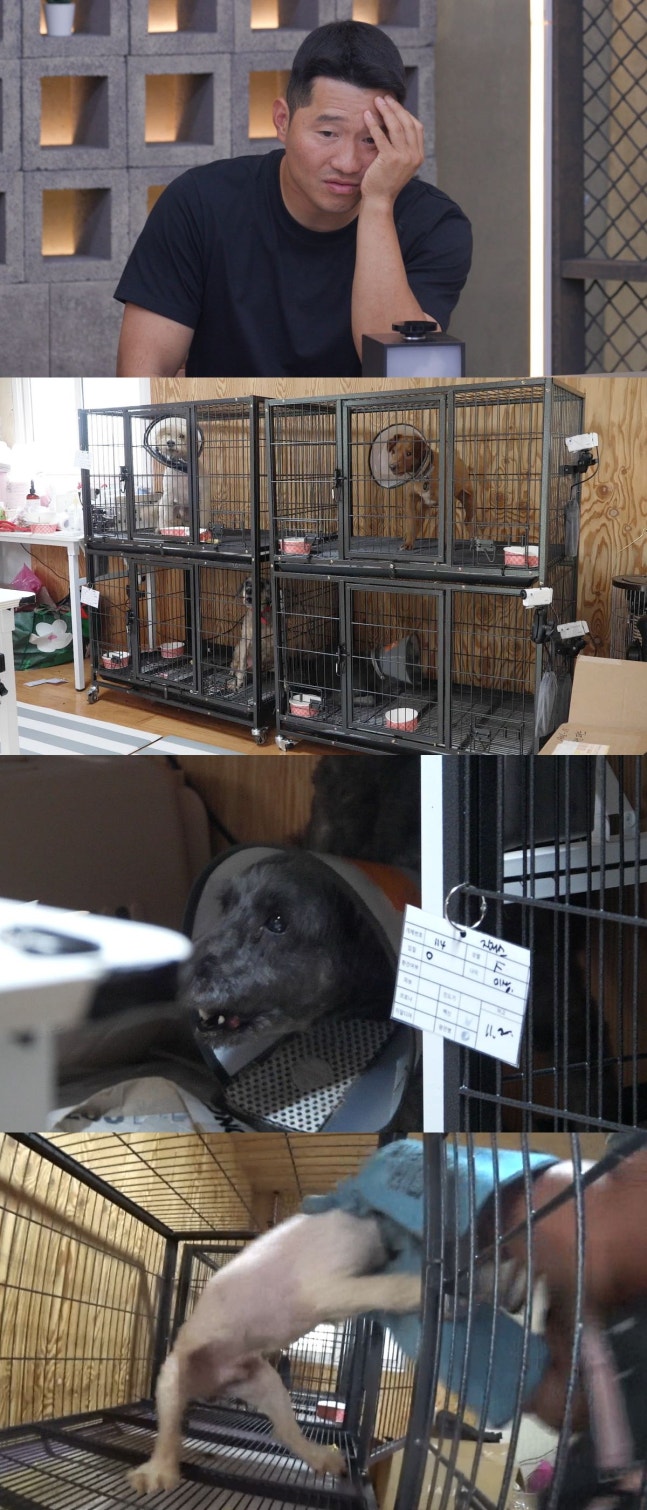 番組「犬とオオカミの時間2」で紹介された保護犬と、犬たちの様子を見るカン・ヒョンウク