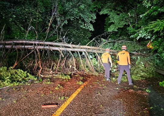 On the morning of the 9th, firefighters from Gyeongbuk Fire Headquarters are removing a fallen tree due to heavy rain on Sangadong Road in Andong City, Gyeongbuk Province. Photo = Newsis