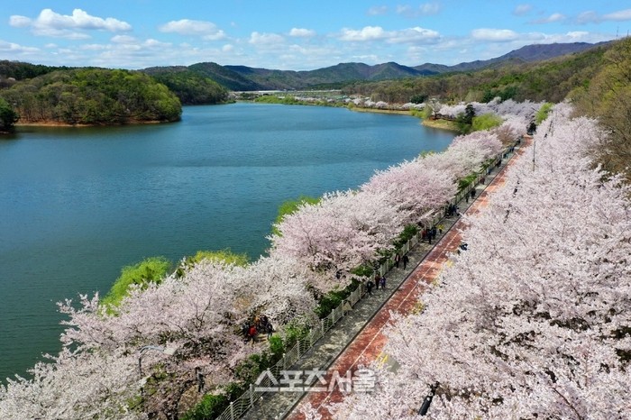 수원시, <b>벚꽃</b> 풍경 전국 명소로 급부상