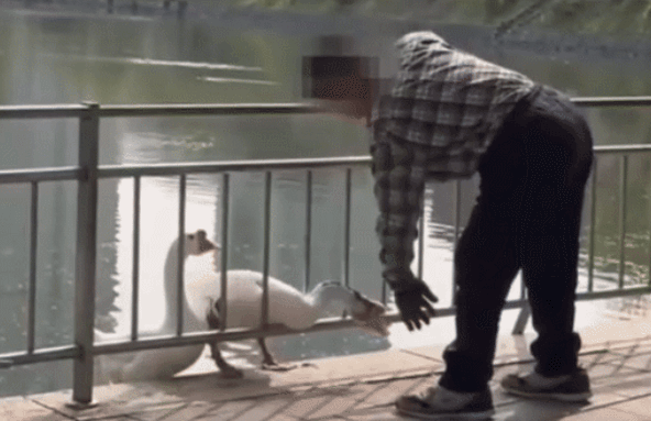 한 남성이 건국대의 명물 거위 '건구스'를 폭행하고 있다. 동물자유연대 제공