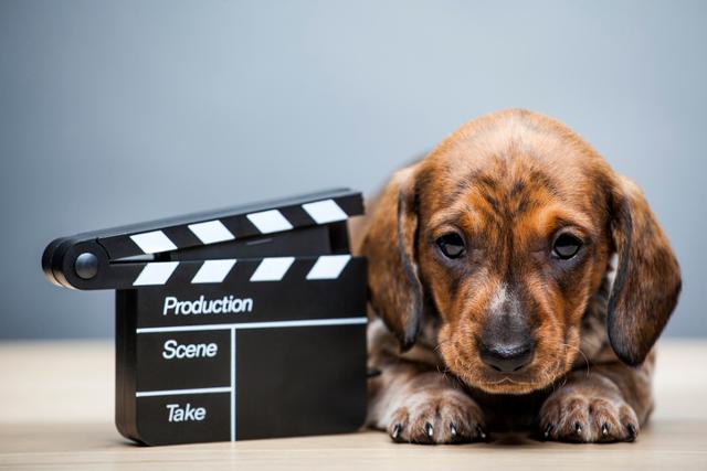 미국에서는 영화 등 미디어 촬영 과정에서 동물 촬영이 필요할 경우 동물단체의 모니터링을 거치는 경우가 많다. 게티이미지뱅크