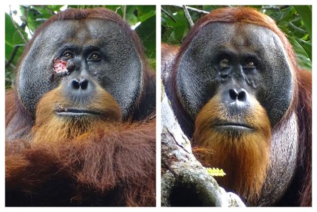 인도네시아 수마트라섬에 사는 수컷 오랑우탄 '라쿠스'의 얼굴 오른쪽 눈 아래에 큰 상처가 나 있다(왼쪽 사진). 라쿠스는 약초를 이용해 상처를 치료했는데, 두 달 후쯤 해당 상처가 거의 보이지 않을 정도로 완전히 치