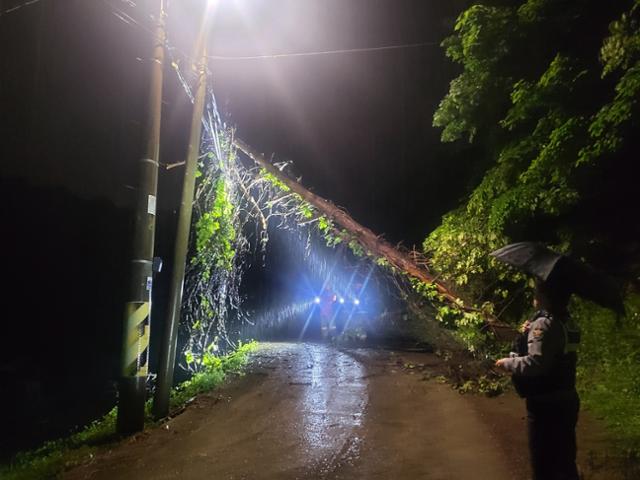 지난 5일 오후 9시 20분쯤 부산 기장군 장안읍에서 소나무가 쓰러져 전깃줄에 걸려 있는 모습. 부산소방재난본부 제공