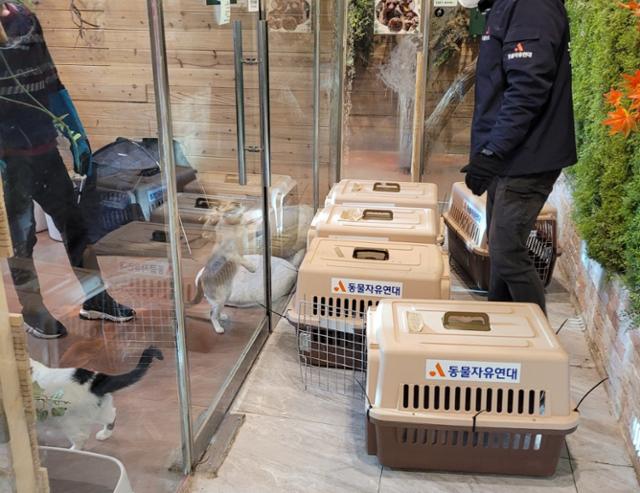 지난 2022년, 서울 마포구는 해당 동물카페에서 개와 고양이들을 긴급격리조치했다. 현재 개와 고양이들은 마포구의 위탁을 받아 동물자유연대가 보호하고 있다. A씨는 마포구의 처분을 취소해 달라는 소송을 제기했지만, 