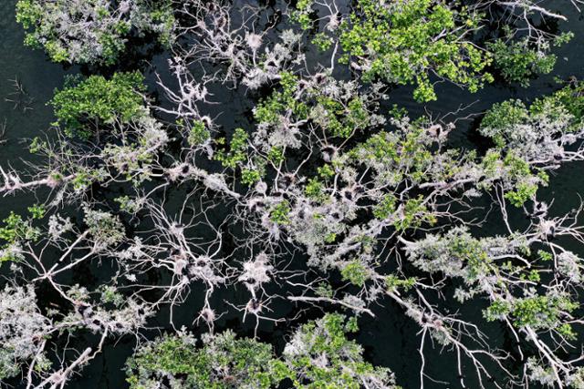 22일 민물가마우지가 집단 번식 중인 충남 서천군의 한 저수지 수면 위로 백화한 나무가 그물처럼 보인다.