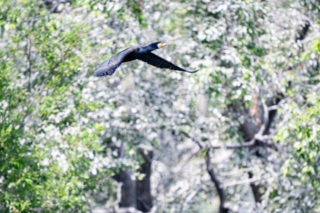 충남 서천시군에 자리잡은 민물가마우지가 22일 백화한 나무를 배경으로 날고 있다.