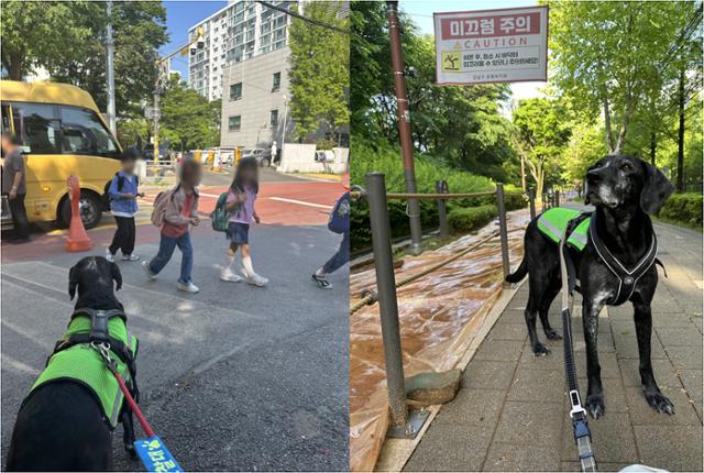 반려견 순찰대 소속 까미 대원이 서울 강남구의 한 어린이보호구역 앞에서 어린이들의 등하교를 지켜보고 있다. 유가형씨 제공
