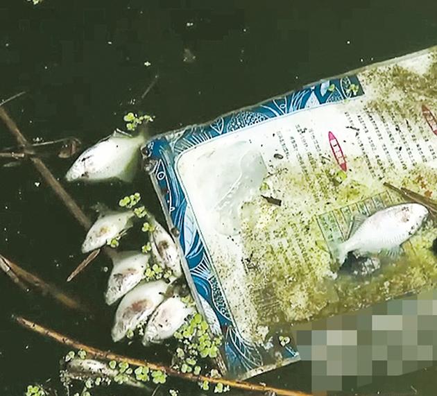 5월 중국 안후이성 추허강에서 발생한 화학제품 공장 화재로 물고기들이 집단 폐사했다. 홍콩 명보 홈페이지 화면 캡처