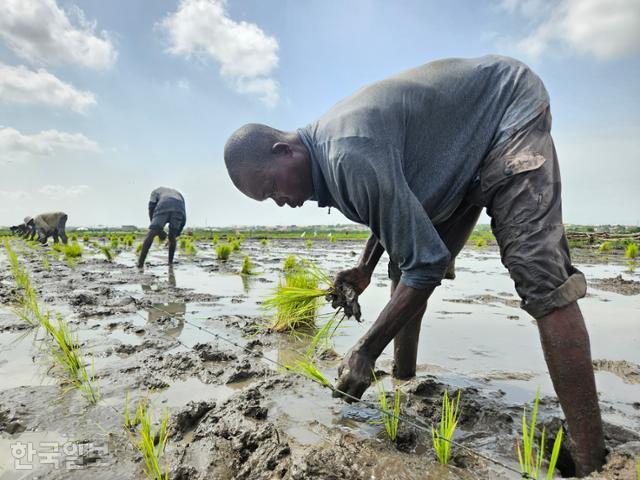 가나 아크라주에서 약 30㎞ 떨어진 다웨냐 평야의 코피아센터 시범 생산단지. 모내기는 벼를 흩뿌리는 직파법으로 농사를 지었던 가나에선 생소한 재배법이다. 다웨냐=조소진 기자