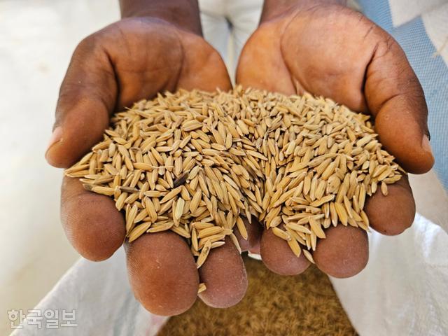 가나 아크라주 다웨냐 평야에 있는 코피아센터 시범 생산단지에서 생산한 쌀의 모습. 아프리카에선 잡벼가 하나도 섞이지 않은 쌀을 보기 힘든데, 이곳에선 '한국식 모내기'로 잡벼가 거의 없는 쌀 재배에 성공했다. 다웨냐