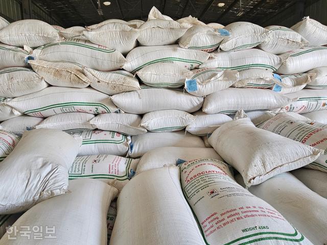 가나 아크라주 다웨냐 평야에 있는 코피아센터 시범 생산단지에서 생산한 쌀의 모습. 작년 K라이스벨트 시범사업으로 'K쌀 종자'를 재배했는데, 목표치보다 더 많은 쌀을 생산했다. 다웨냐=조소진 기자