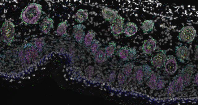 미국 기업 리버스 바이오시스템스의 인공지능 광학현미경 '리버스 에스퍼'로 관찰한 두피 조직. 두피 세포들 내부에서 활동 중인 RNA와 단백질 등이 색깔로 구별돼 보인다. 리버스 바이오시스템스 제공