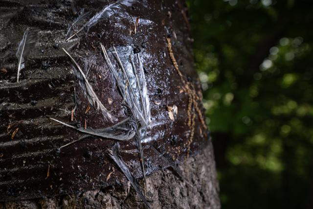 나무마다 설치된 끈끈이롤트랩은 종을 가리지 않는다. 박새의 꽁지깃으로 추정되는 깃털이 끈끈이롤트랩에 본드 같은 점액질과 범벅이 된 채 붙어 있다.