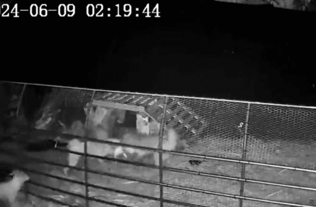 9일 새벽 인천 서구 공촌동 농장에서 들개 무리가 염소를 공격하고 있다. 연합뉴스