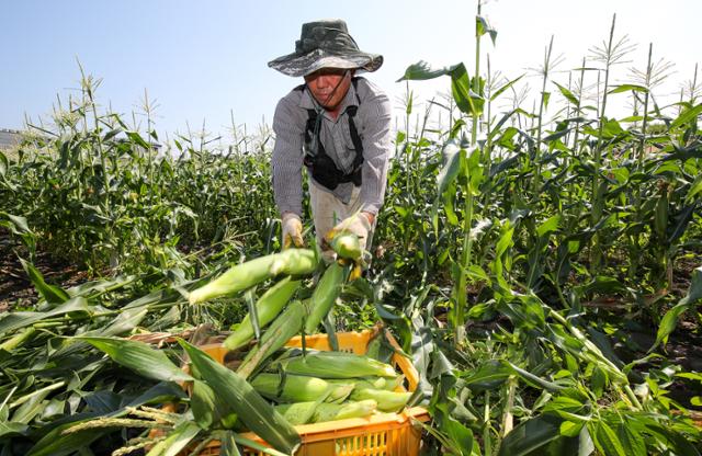 On the morning of the 4th, farmers harvest sweet corn in a field in Sowsan-ri, Aewol-eup, Jeju. Yonhap News