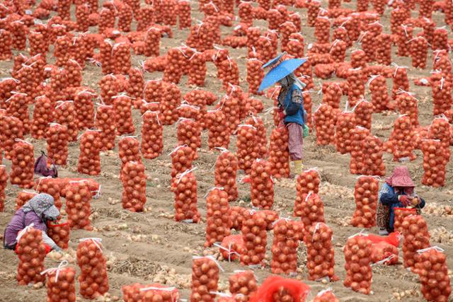 대구 달성군 구지면 한 양파밭에서 농민들이 17일 양파를 수확하고 있다. 뉴스1