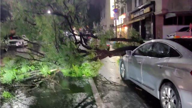 30일 오전 대전 서구 갈마동 도로에서 강풍에 쓰러진 나무가 차량을 덮친 모습. 대전소방본부 제공